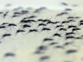 E ESSE MONTE DE PERNILONGOS NA CIDADE?