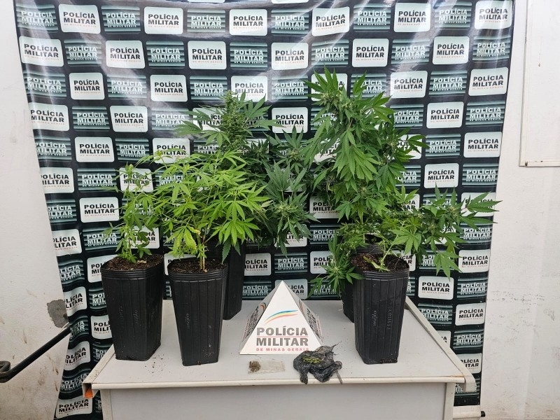 FAZ ESTUFA DE MACONHA E LEVA FERRO